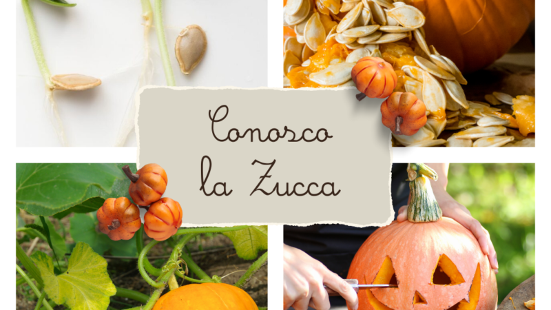 Conosco la Zucca – Grandi Osservazioni ed Interessanti Scoperte